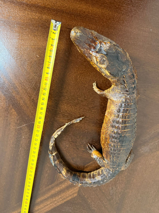 Exotisches Kaiman Präparat, ca. 33cm lang, Deko, Rarität