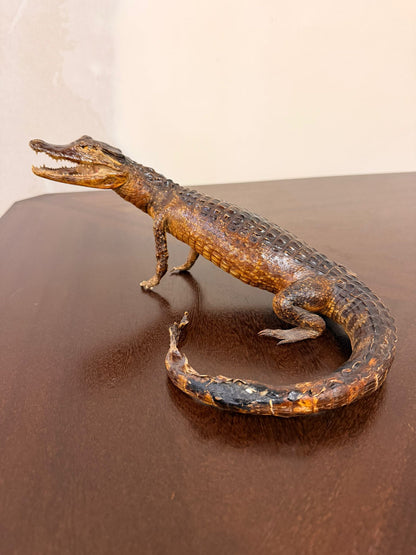 Exotisches Kaiman Präparat, ca. 33cm lang, Deko, Rarität