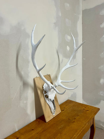 Hirschgeweih Schädel Jagdtrophäe,Weiss, Wanddeko inkl. Haken