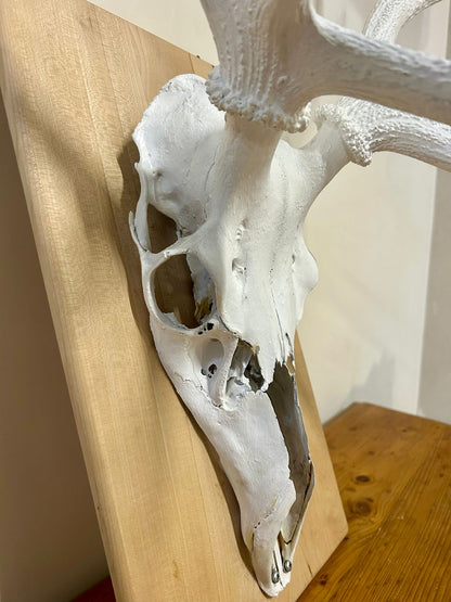Hirschgeweih Schädel Jagdtrophäe,Weiss, Wanddeko inkl. Haken