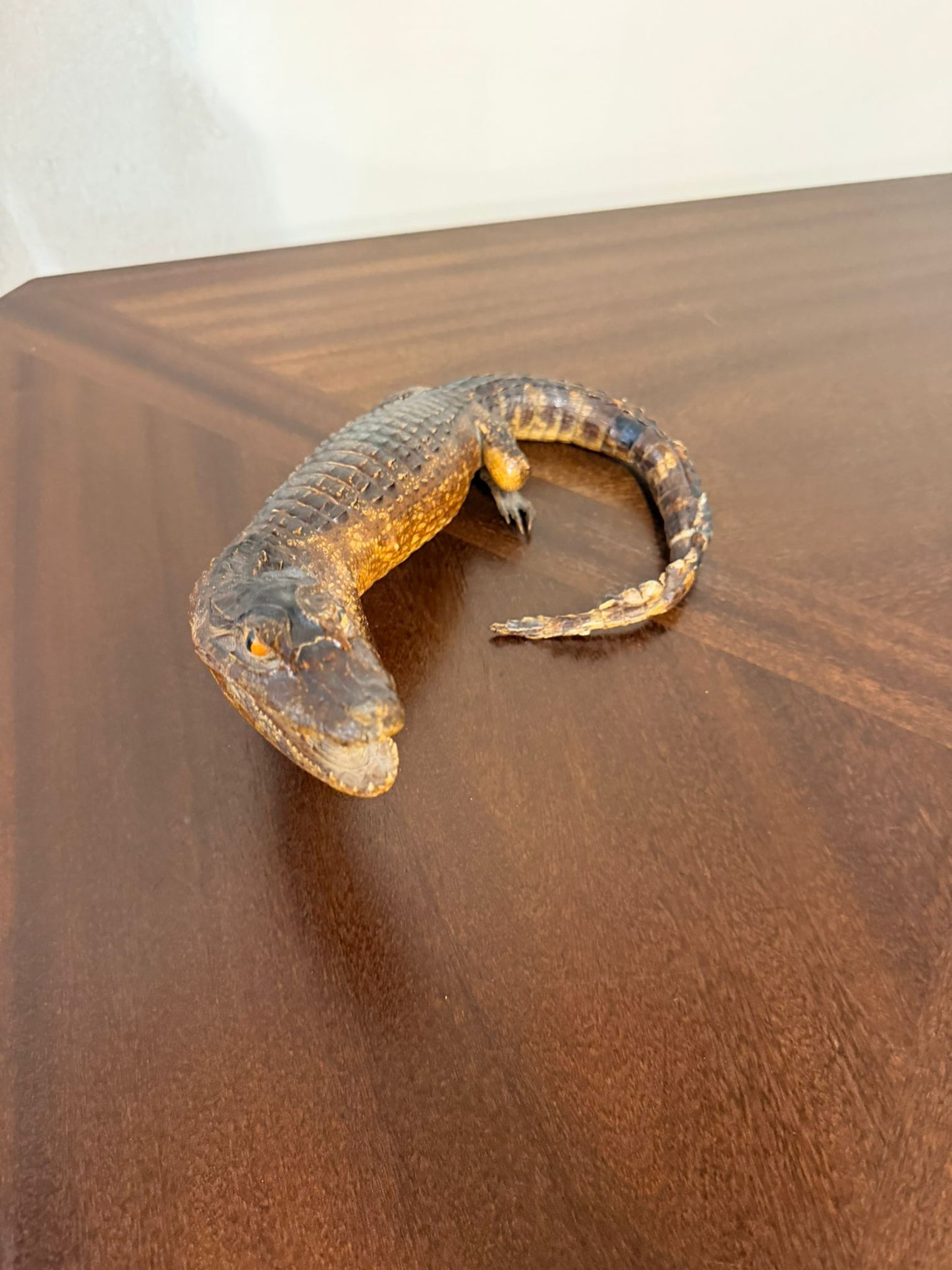 Exotisches Kaiman Präparat, ca. 33cm lang, Deko, Rarität