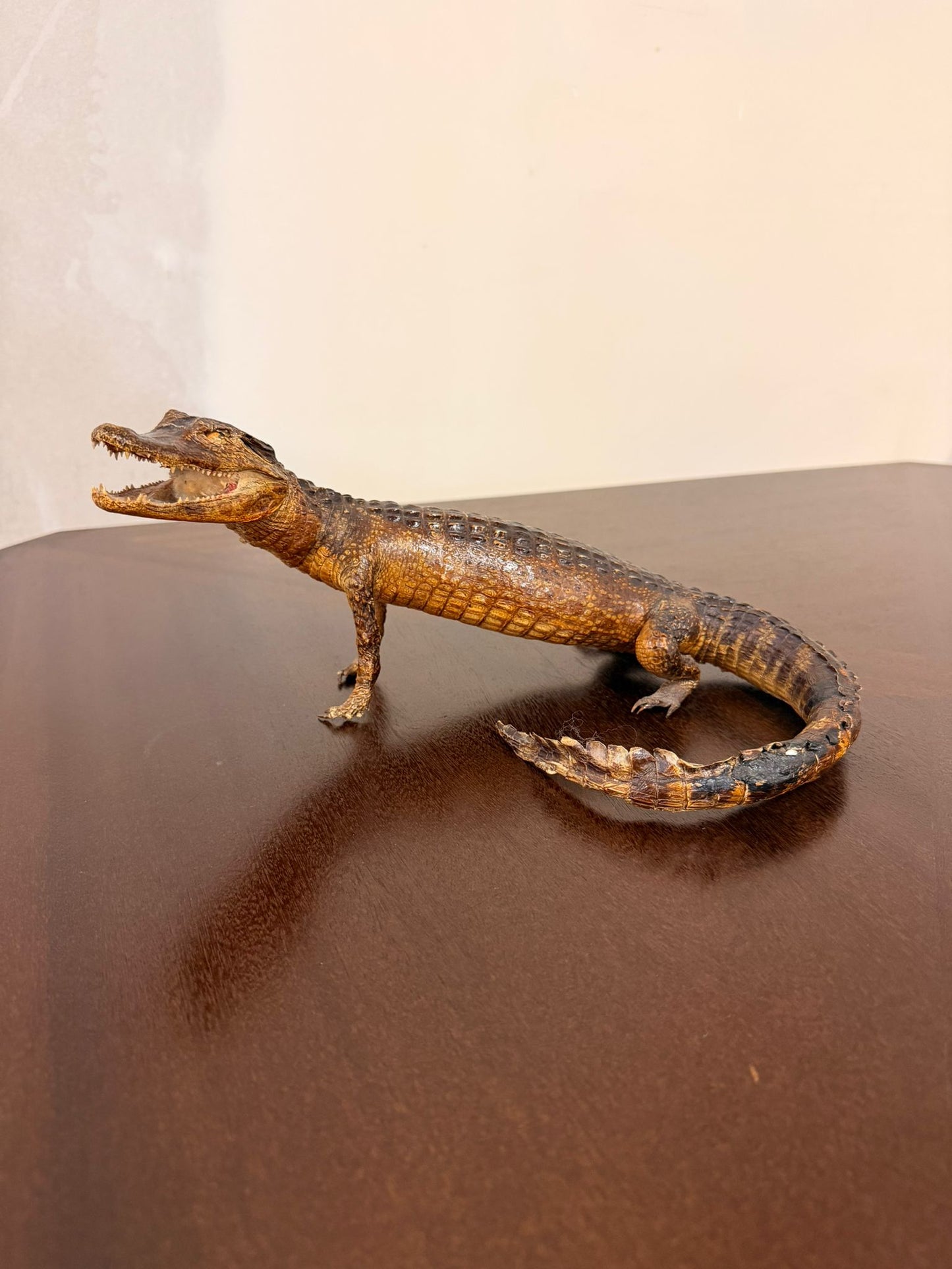 Exotisches Kaiman Präparat, ca. 33cm lang, Deko, Rarität