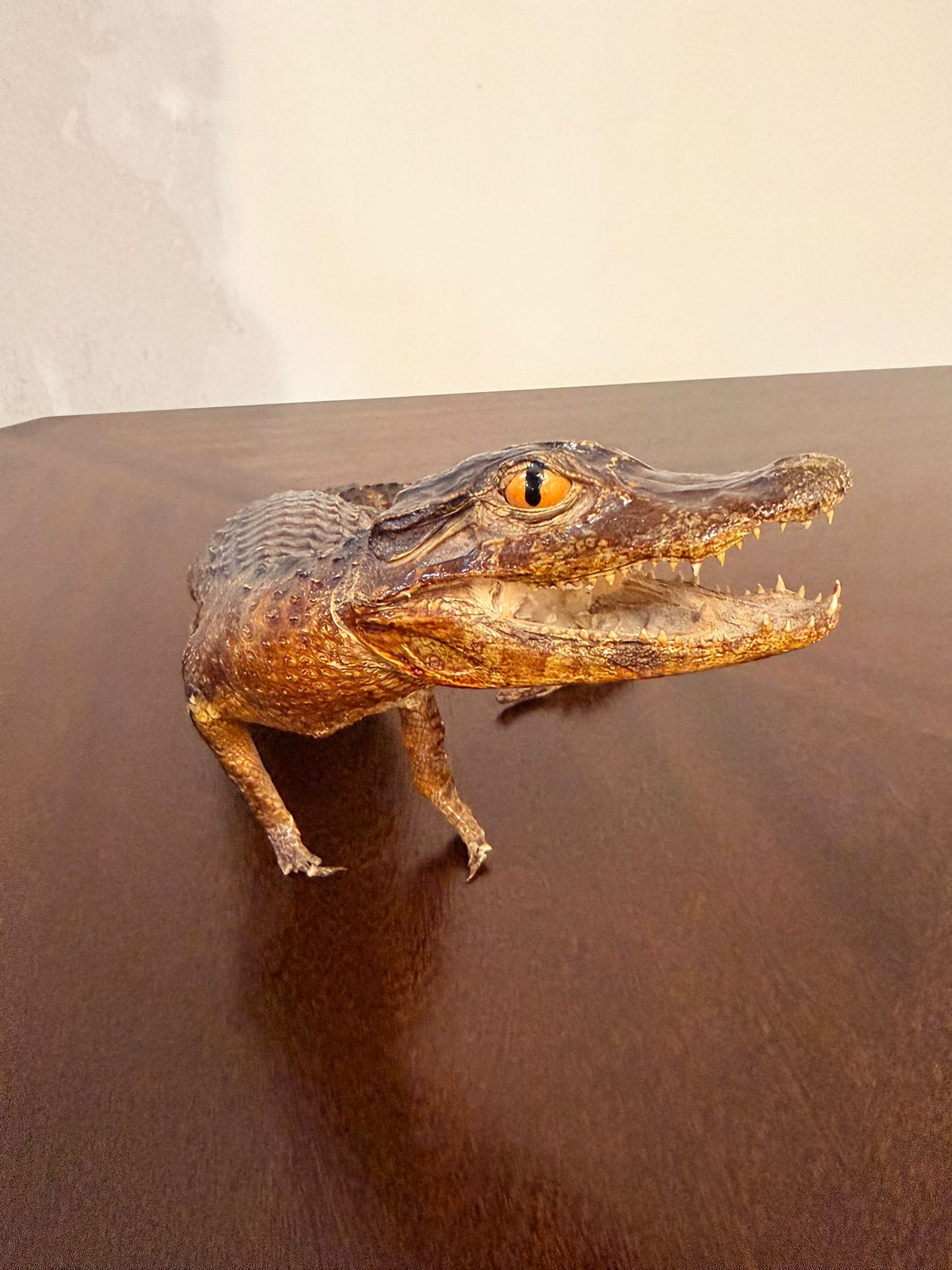 Exotisches Kaiman Präparat, ca. 33cm lang, Deko, Rarität