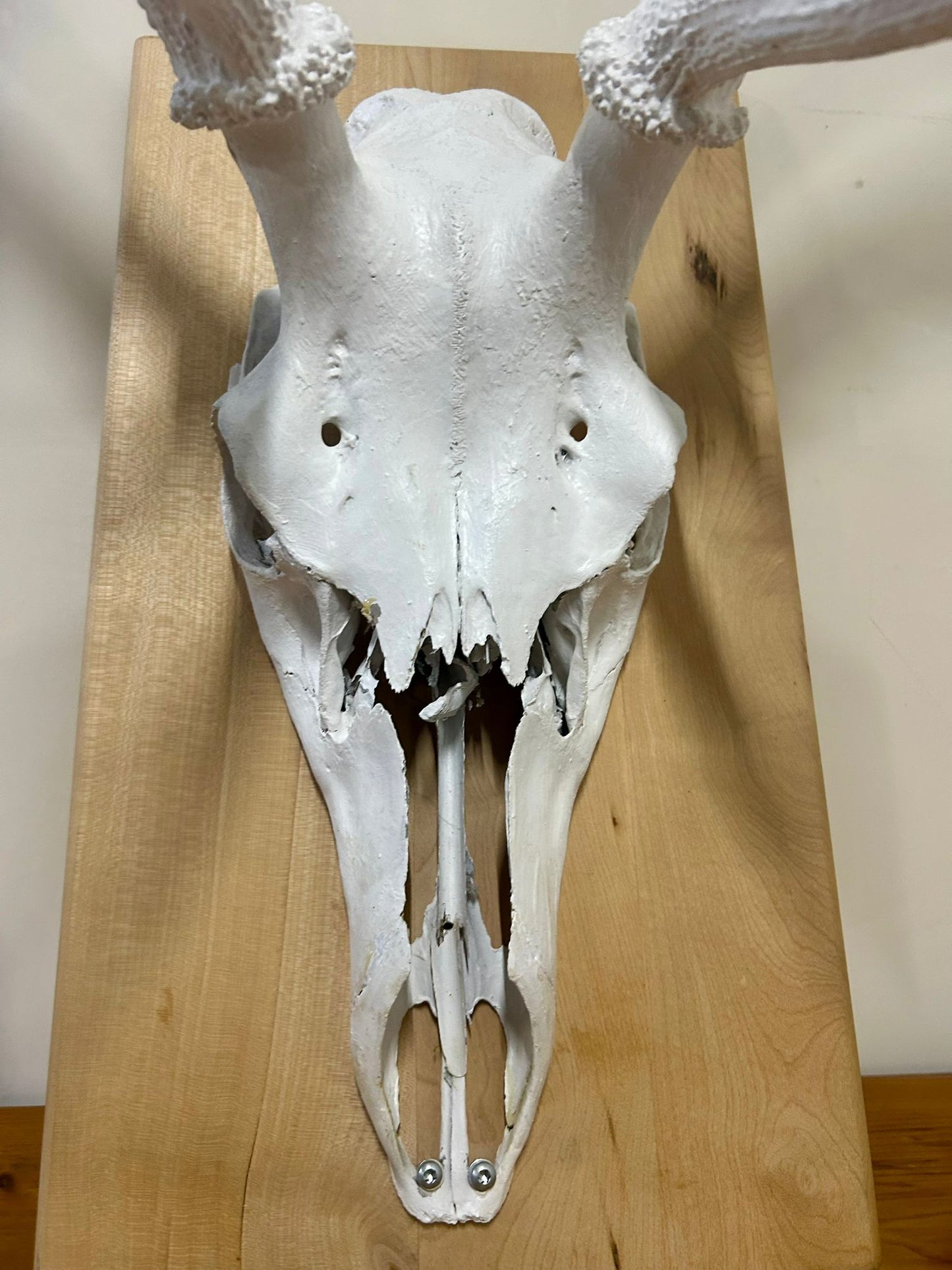 Hirschgeweih Schädel Jagdtrophäe,Weiss, Wanddeko inkl. Haken