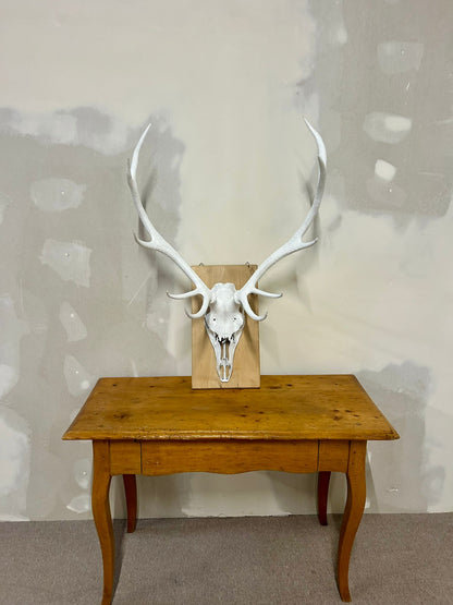 Hirschgeweih Schädel Jagdtrophäe,Weiss, Wanddeko inkl. Haken