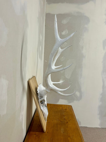 Hirschgeweih Schädel Jagdtrophäe,Weiss, Wanddeko inkl. Haken