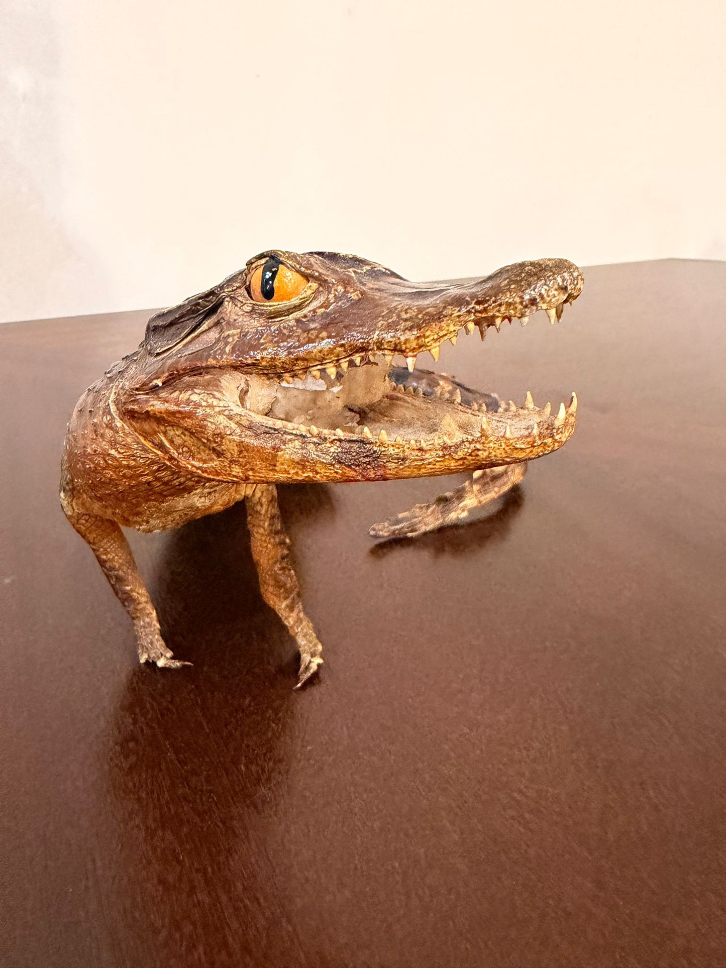 Exotisches Kaiman Präparat, ca. 33cm lang, Deko, Rarität