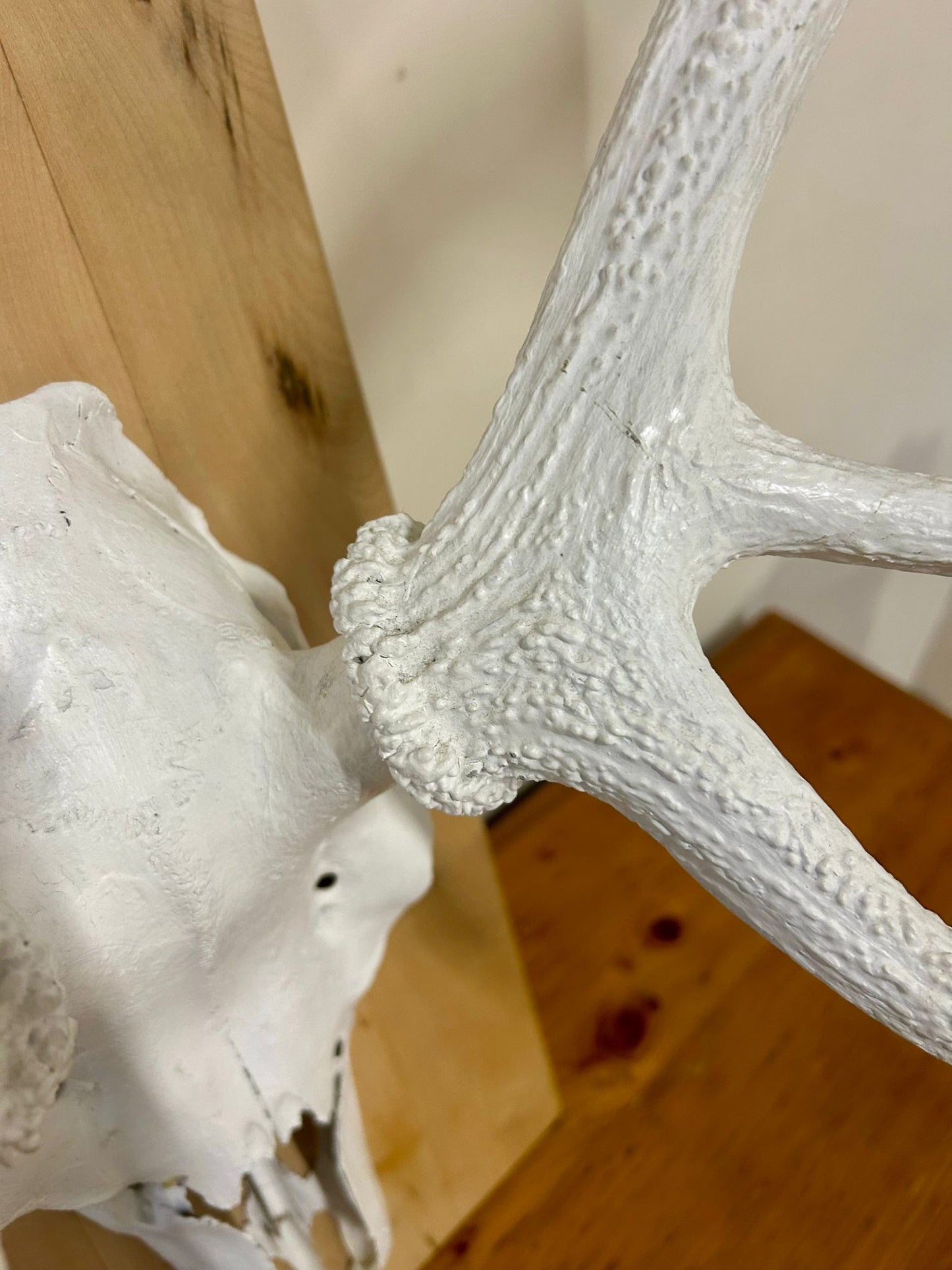 Hirschgeweih Schädel Jagdtrophäe,Weiss, Wanddeko inkl. Haken
