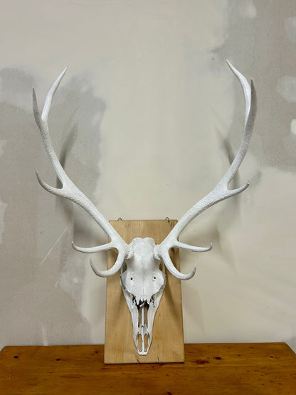 Hirschgeweih Schädel Jagdtrophäe,Weiss, Wanddeko inkl. Haken